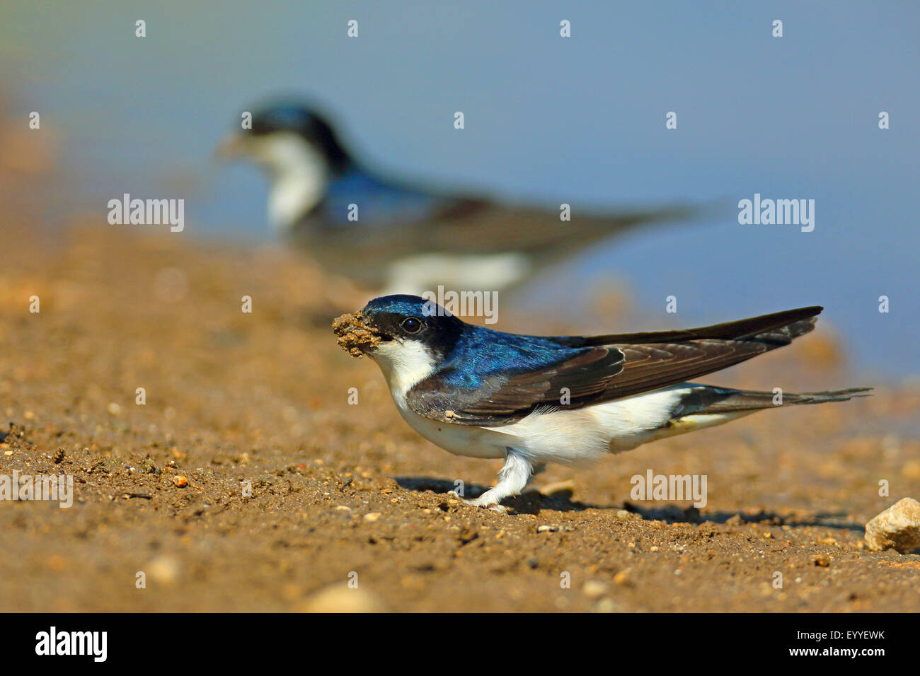 Casa comune martin (Delichon urbica), sorge a waterhole con materiale di nidificazione in bolletta, Bulgaria, Kaliakra Foto Stock