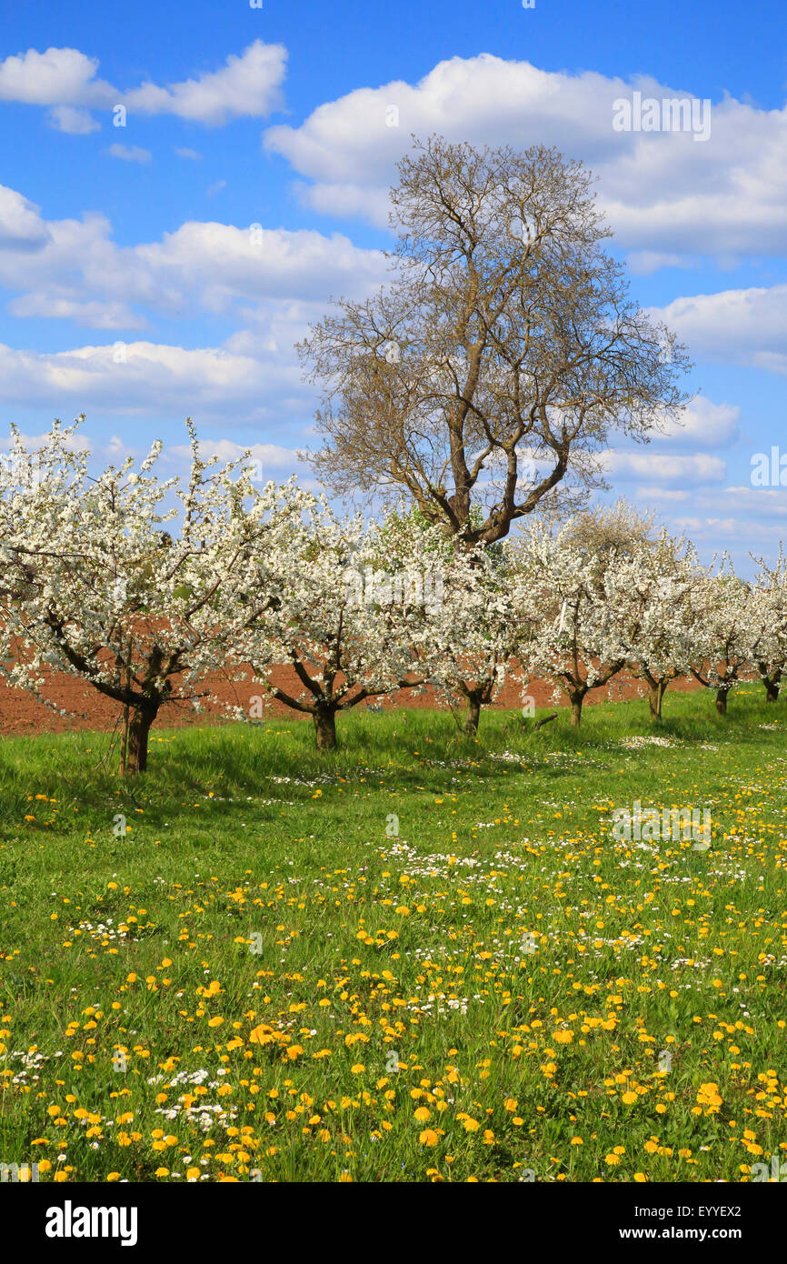 Il ciliegio, ciliegio dolce (Prunus avium), ciliegi in fiore in primavera, Germania Foto Stock