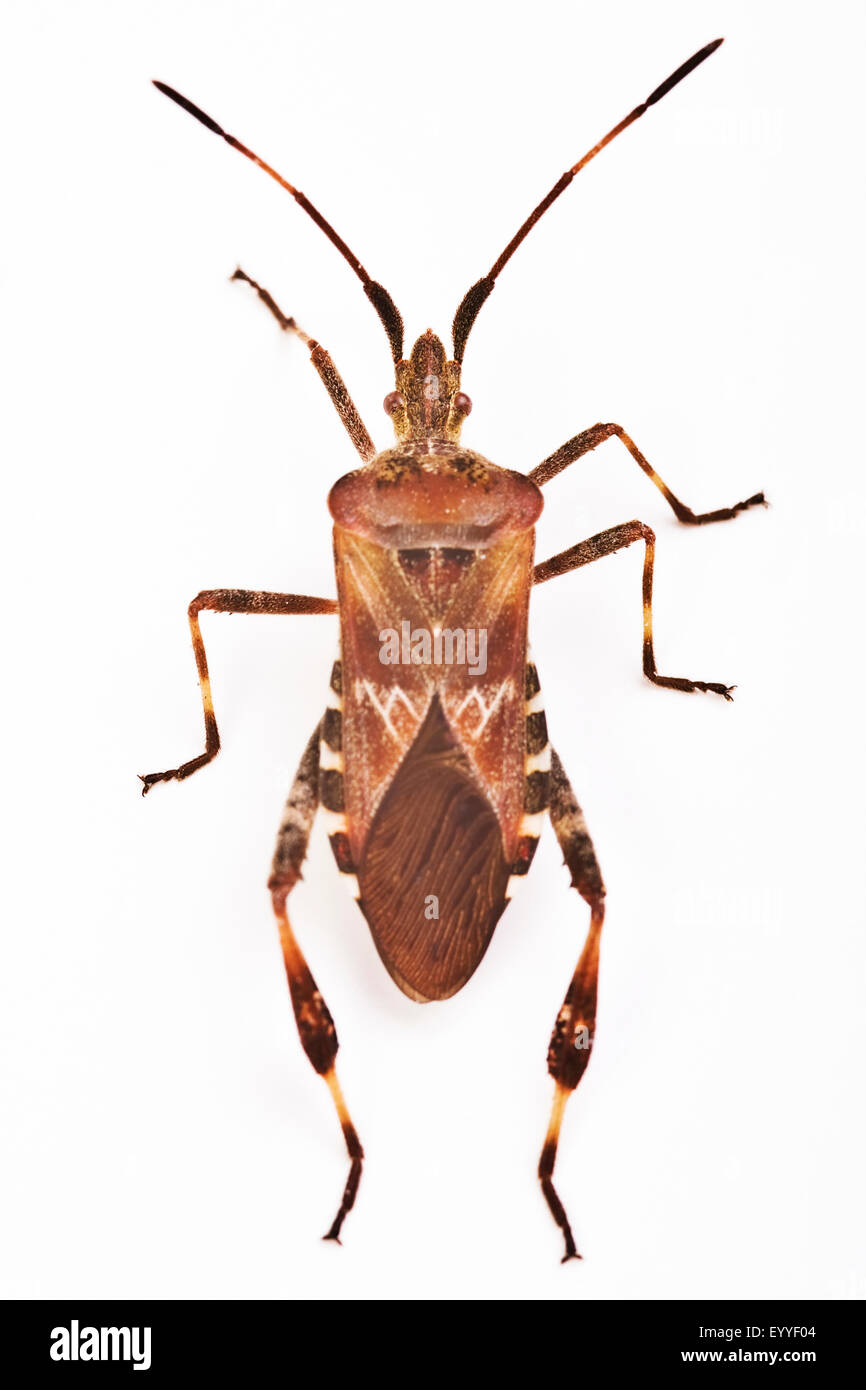 Western sementi di conifere bug (Leptoglossus occidentalis), cut-out Foto Stock