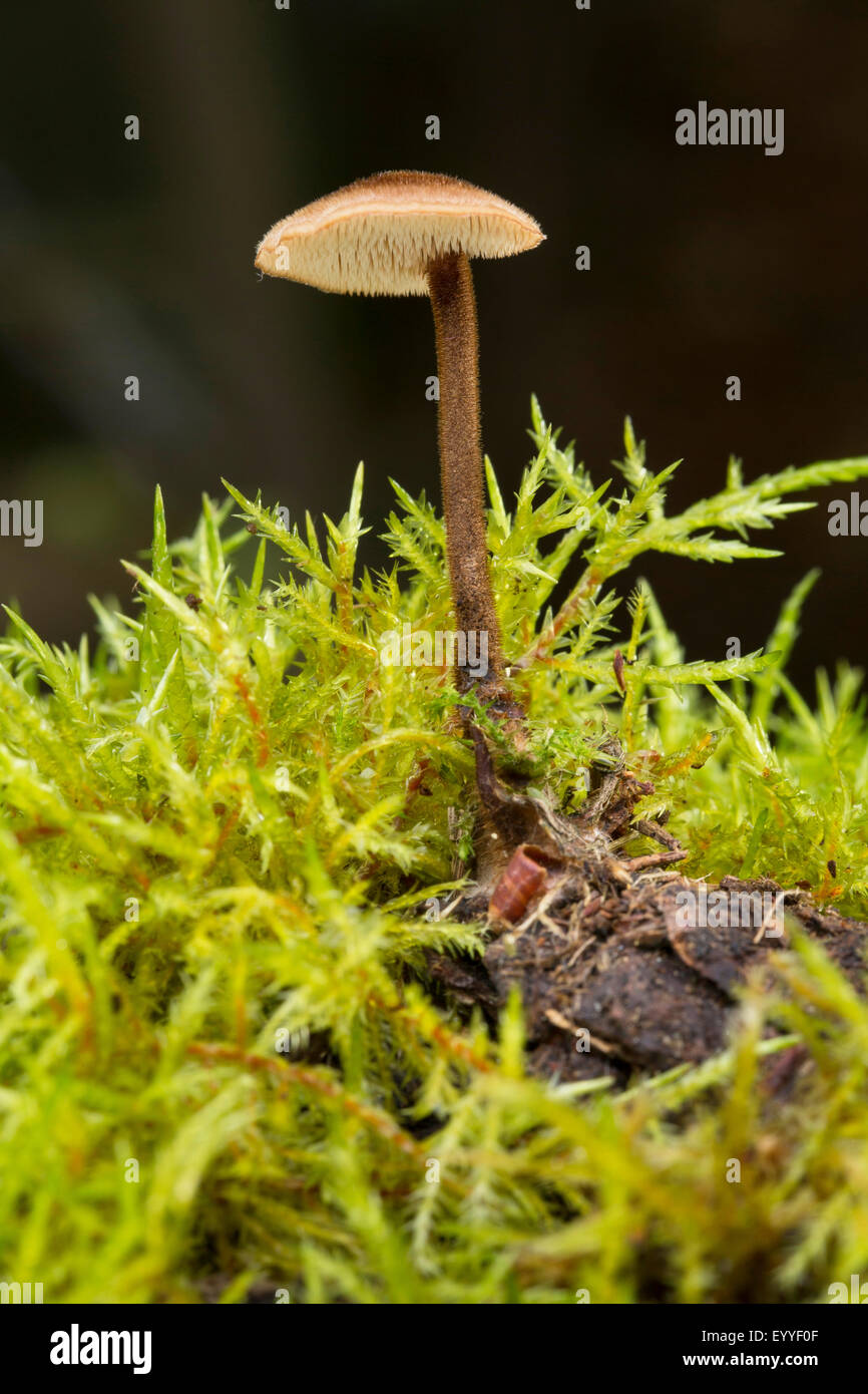 Fungo earpick (Auriscalpium vulgare), che cresce su una pigna, Germania Foto Stock