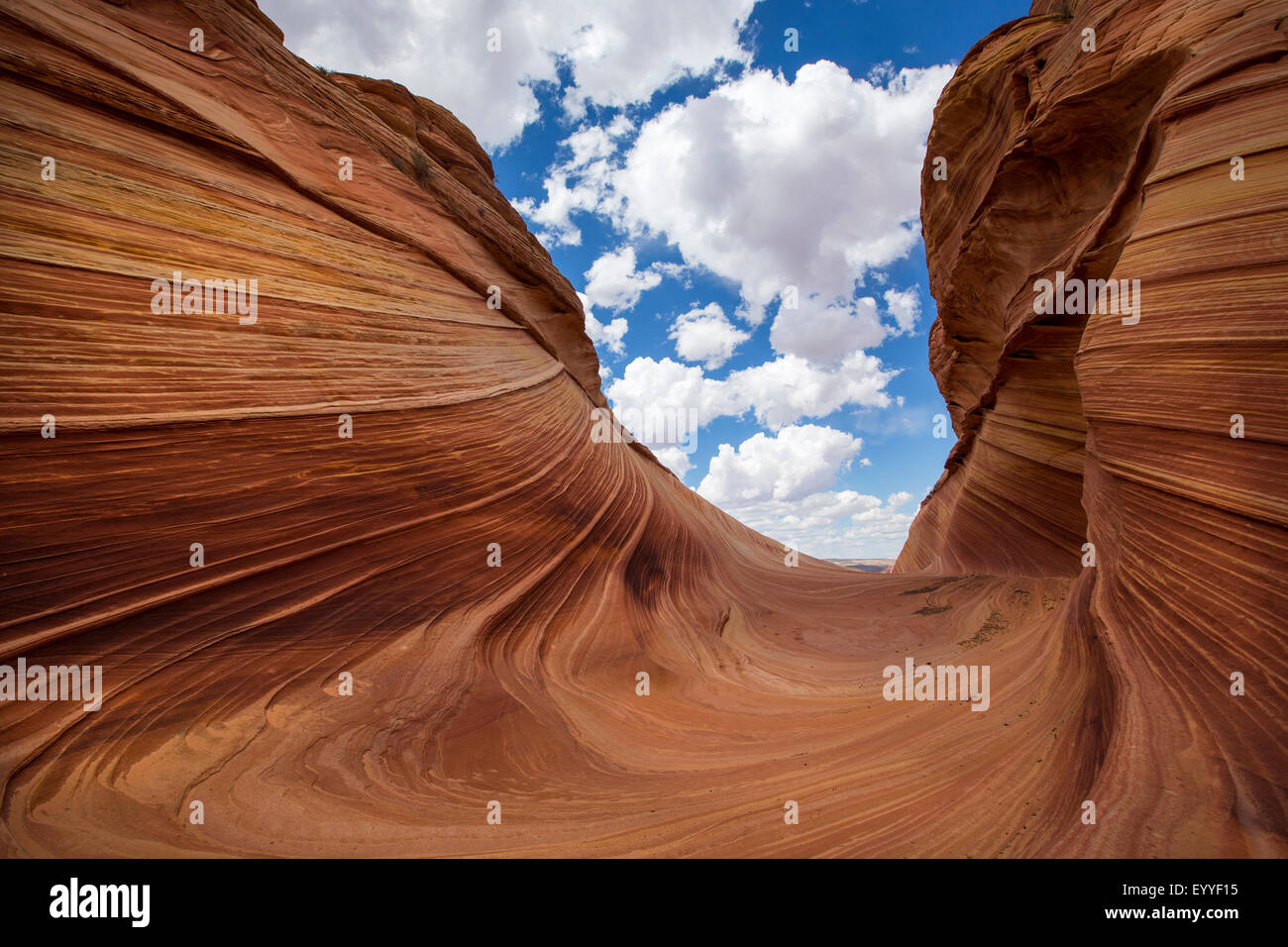 Scanalature nel deserto formazioni rocciose, Coyote Buttes, North Coyote Buttes, Stati Uniti Foto Stock