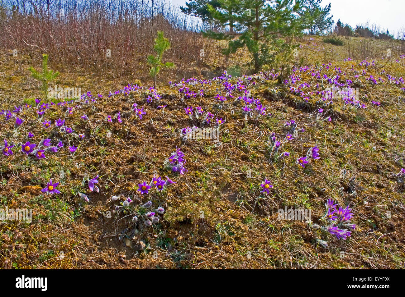 "Pasque flower (Pulsatilla vulgaris), molti fioritura "pasque fiori su un pendio, Germania Foto Stock