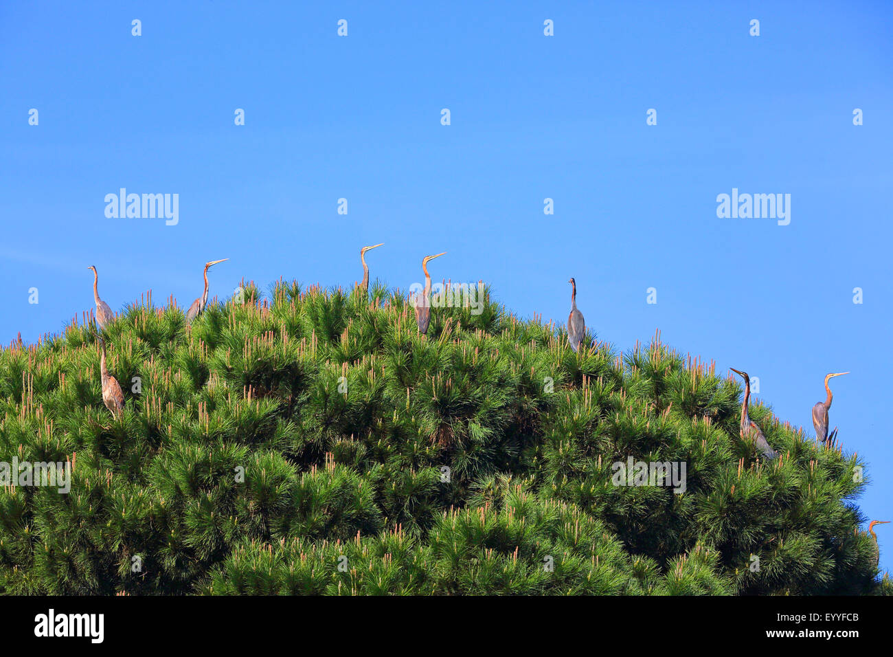 Airone rosso (Ardea purpurea), gregge in appoggio su di un albero di pino, Grecia, Lesbo Foto Stock