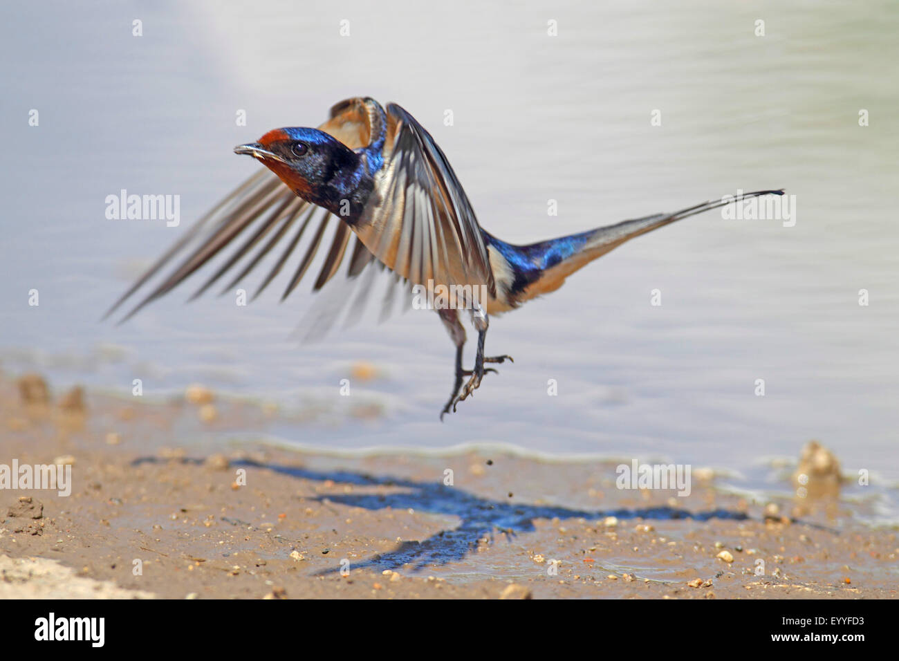 Barn swallow (Hirundo rustica), decolla dall'acqua posto, Bulgaria, Kaliakra Foto Stock