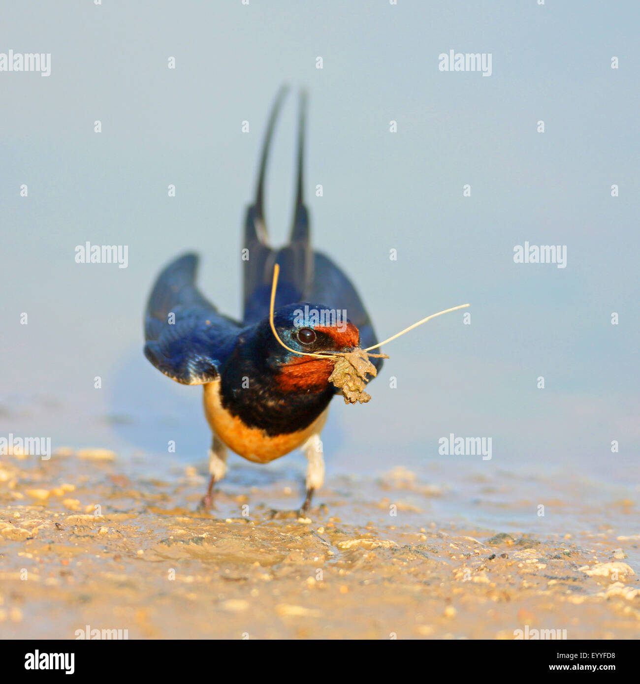 Barn swallow (Hirundo rustica), sorge a waterhole con materiale di nidificazione in bolletta, Bulgaria, Kaliakra Foto Stock