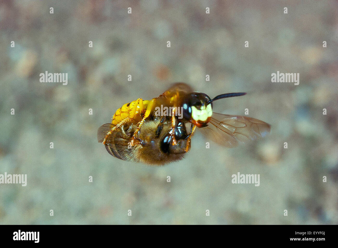 Bee-killer wasp, Bee-killer (Philanthus triangulum, Philanthus apivorus), con un catturato bee, Germania Foto Stock