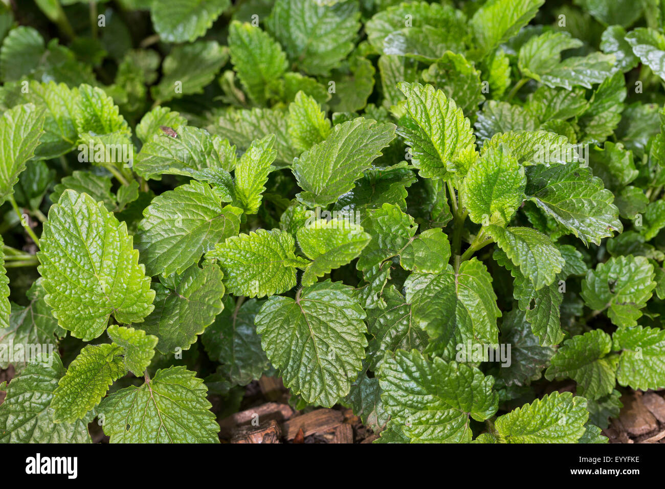 Melissa, giardino balsamo (Melissa officinalis), foglie prima della fioritura, Germania Foto Stock