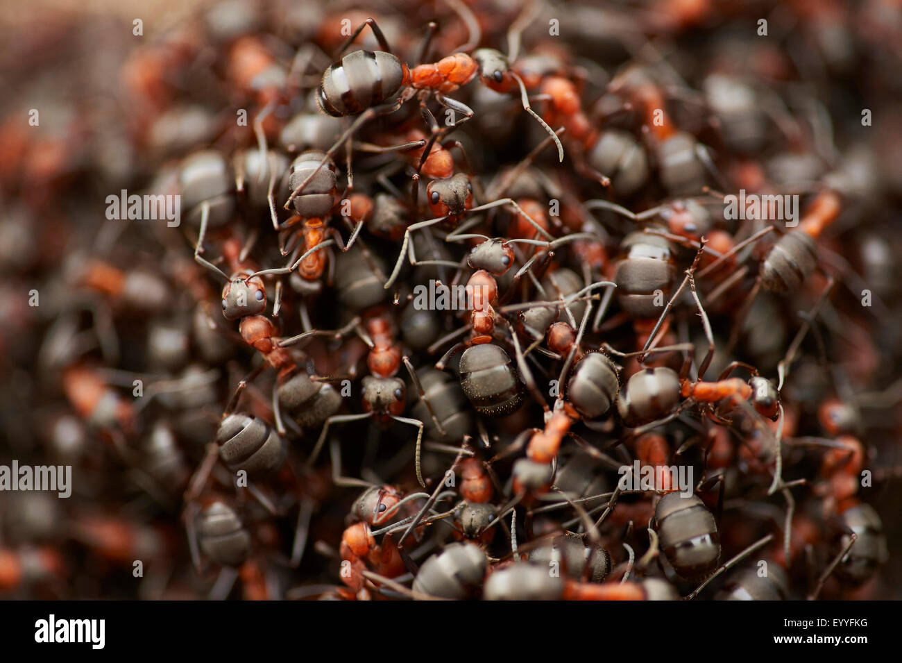 Legno formica (Formica rufa), un ampio gruppo di legno formiche, in Germania, in Baviera, Franken, Franconia Foto Stock