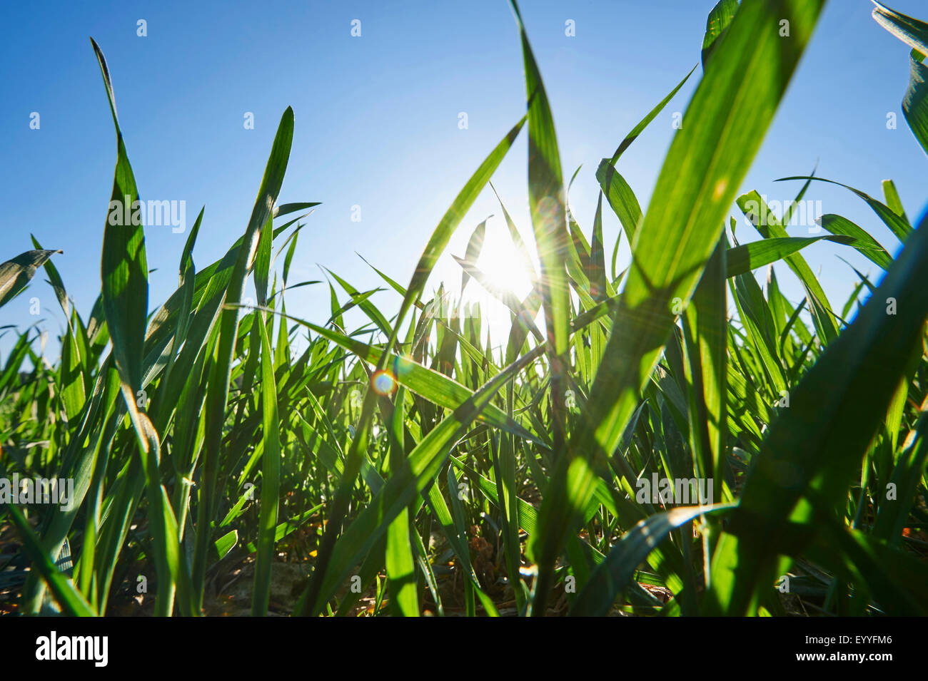 Cornfield in una giornata di sole in primavera, in Germania, in Baviera, Oberpfalz Foto Stock