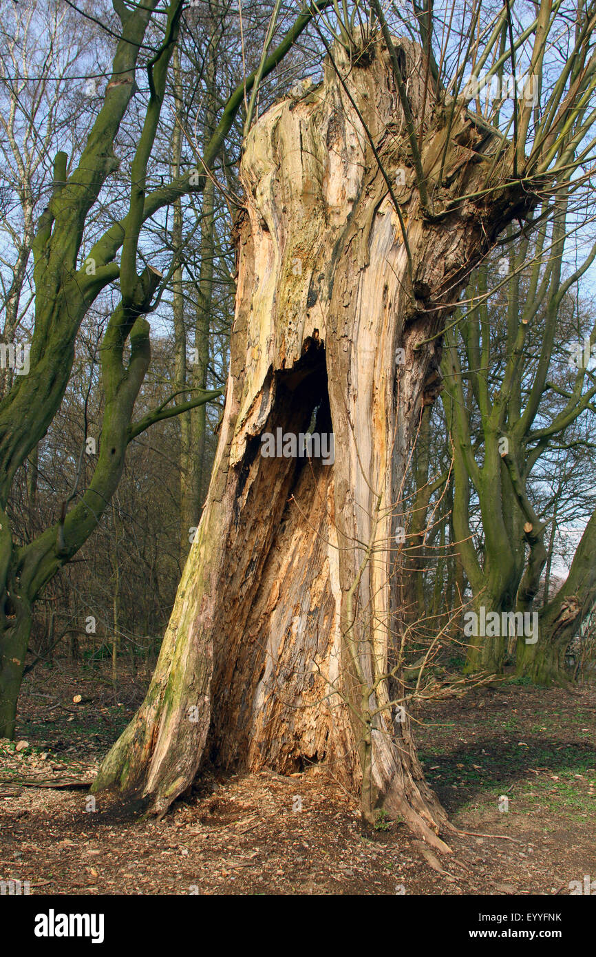 Resti di una vecchia willow con il decadimento, Germania Foto Stock