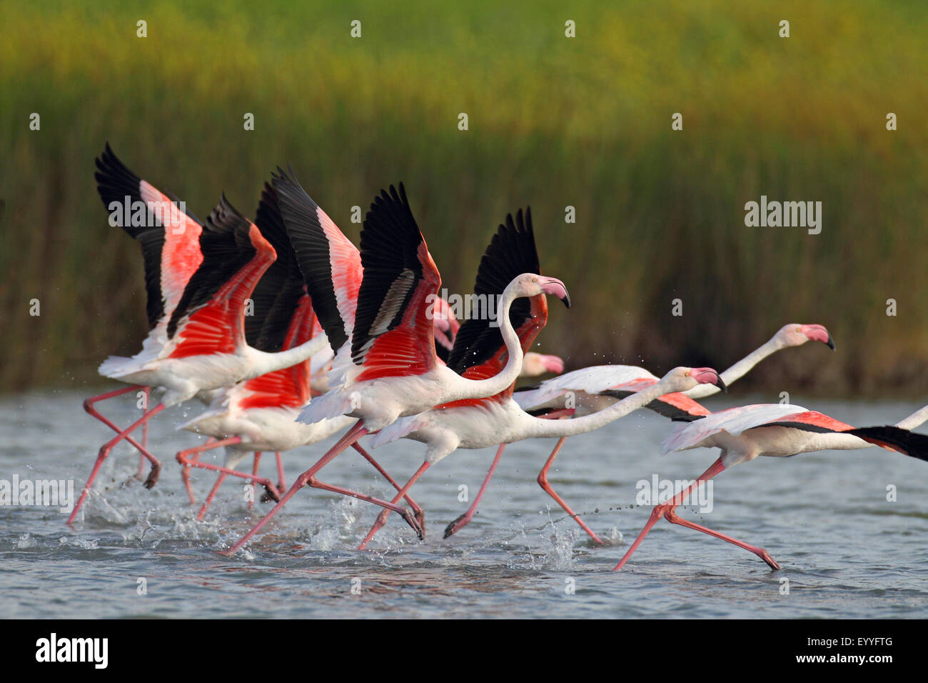 Fenicottero maggiore (Phoenicopterus roseus, Phoenicopterus ruber roseus), gruppo volare, Grecia, Lesbo Foto Stock
