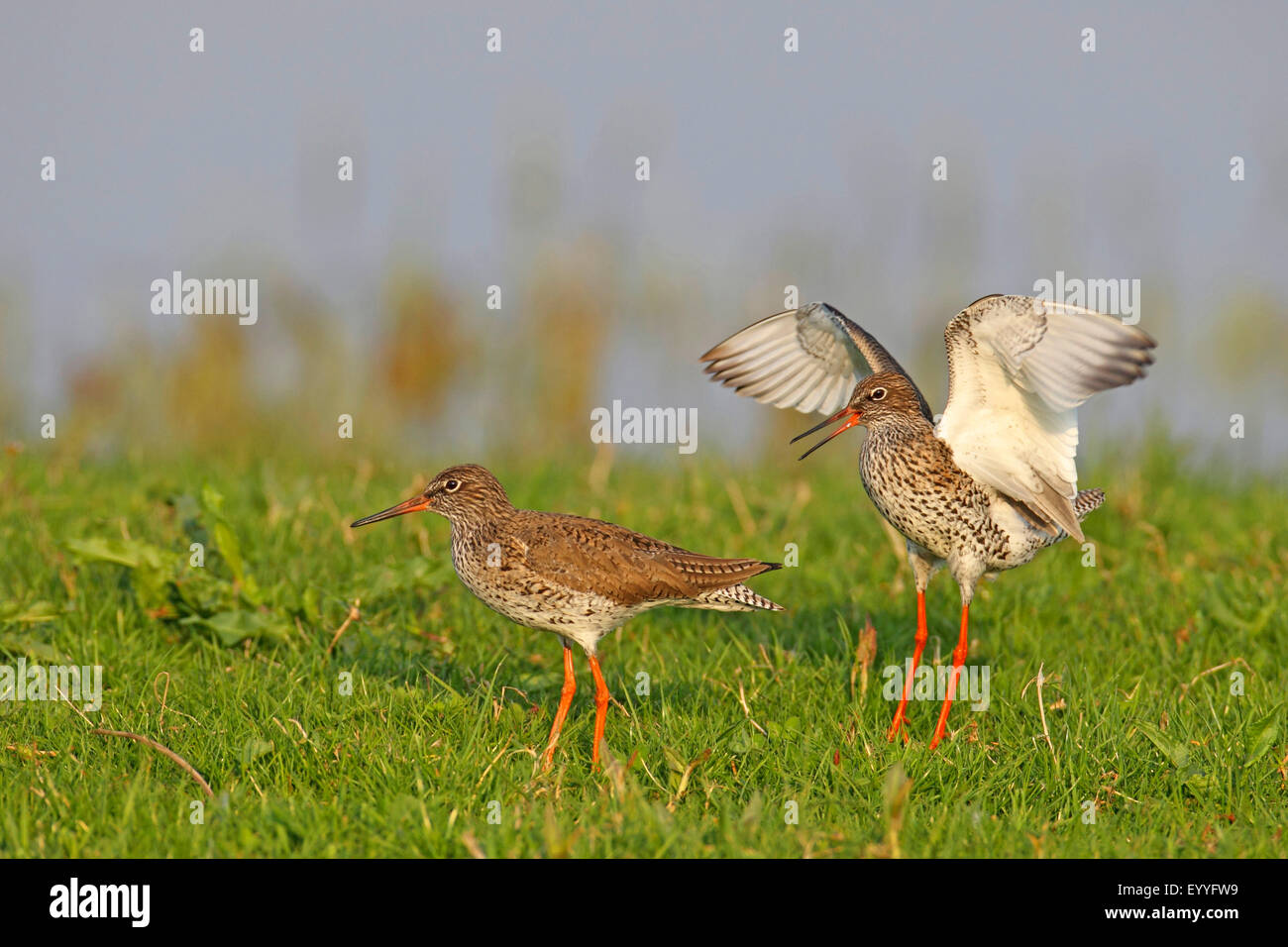 Comune (redshank Tringa totanus), accoppiamento, Paesi Bassi Utrecht Foto Stock