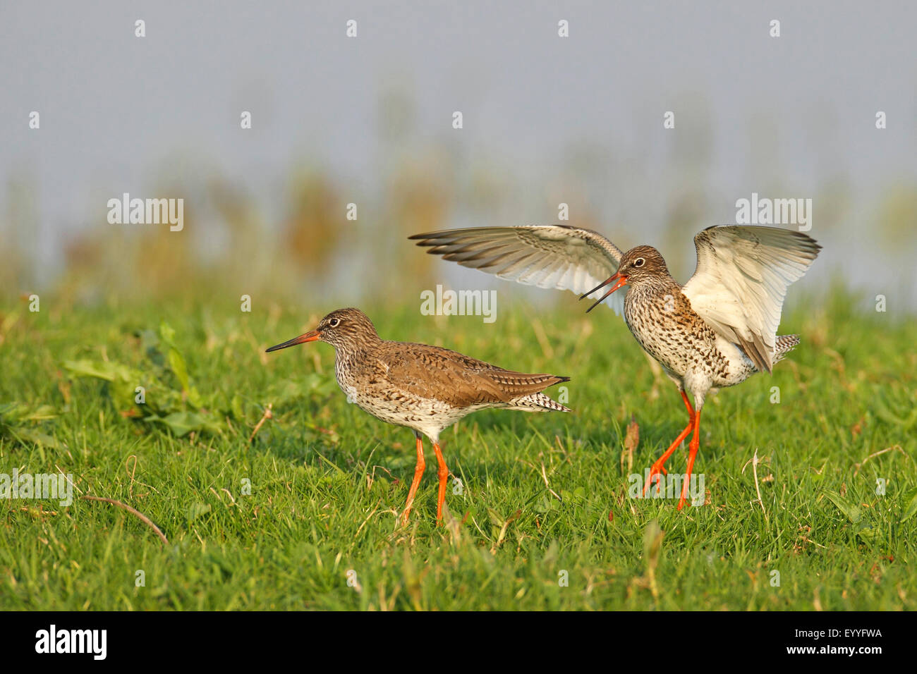 Comune (redshank Tringa totanus), accoppiamento, Paesi Bassi Utrecht Foto Stock