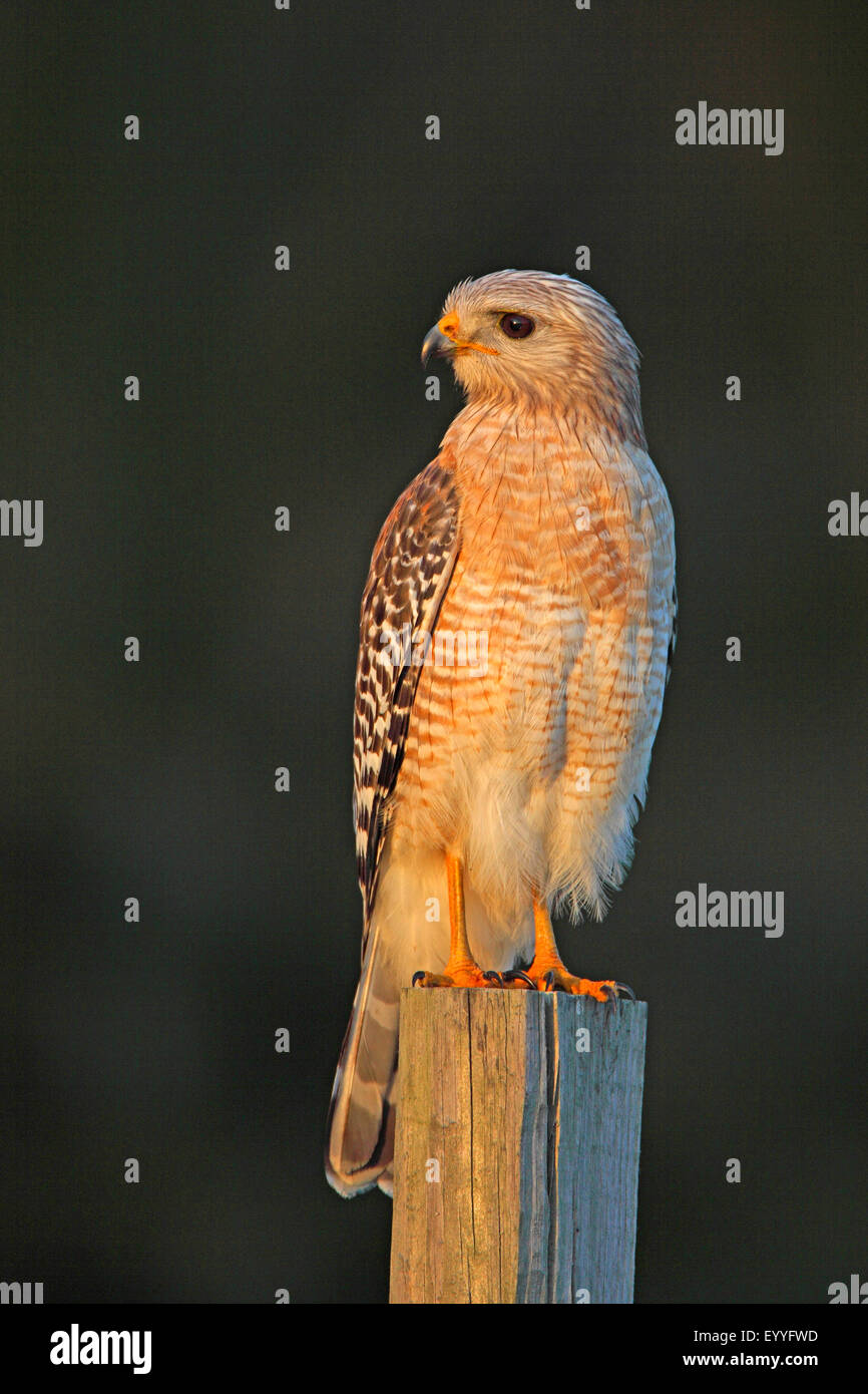 Red-hawk con spallamento (Buteo lineatus), si siede su un fencepost, STATI UNITI D'AMERICA, Florida Foto Stock