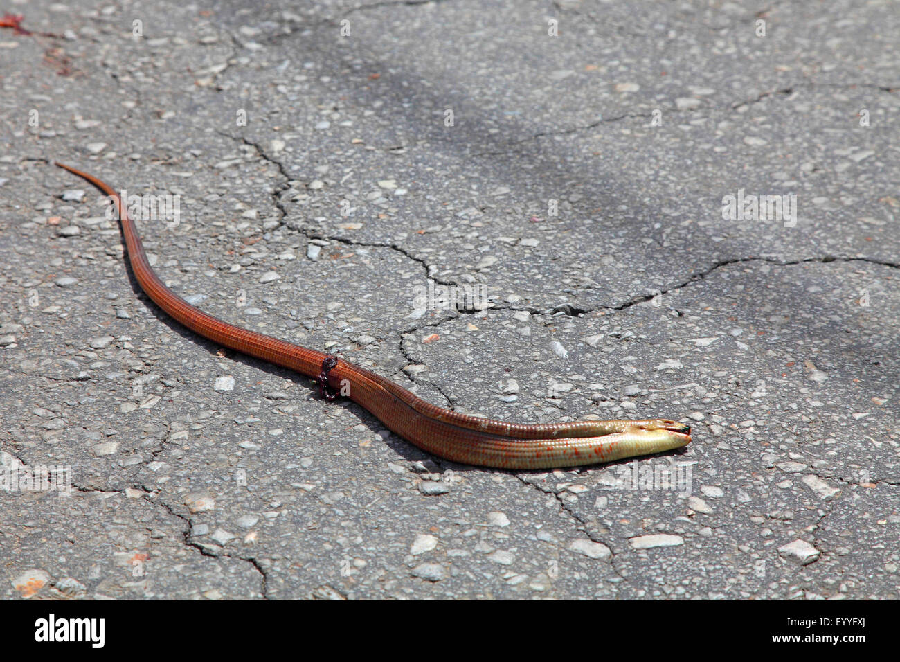 Vetro europea lucertola, vetro blindato lizard (Ophisaurus apodus, Pseudopus apodus), decessi stradali che giace morto su una strada, Grecia, Lesbo Foto Stock