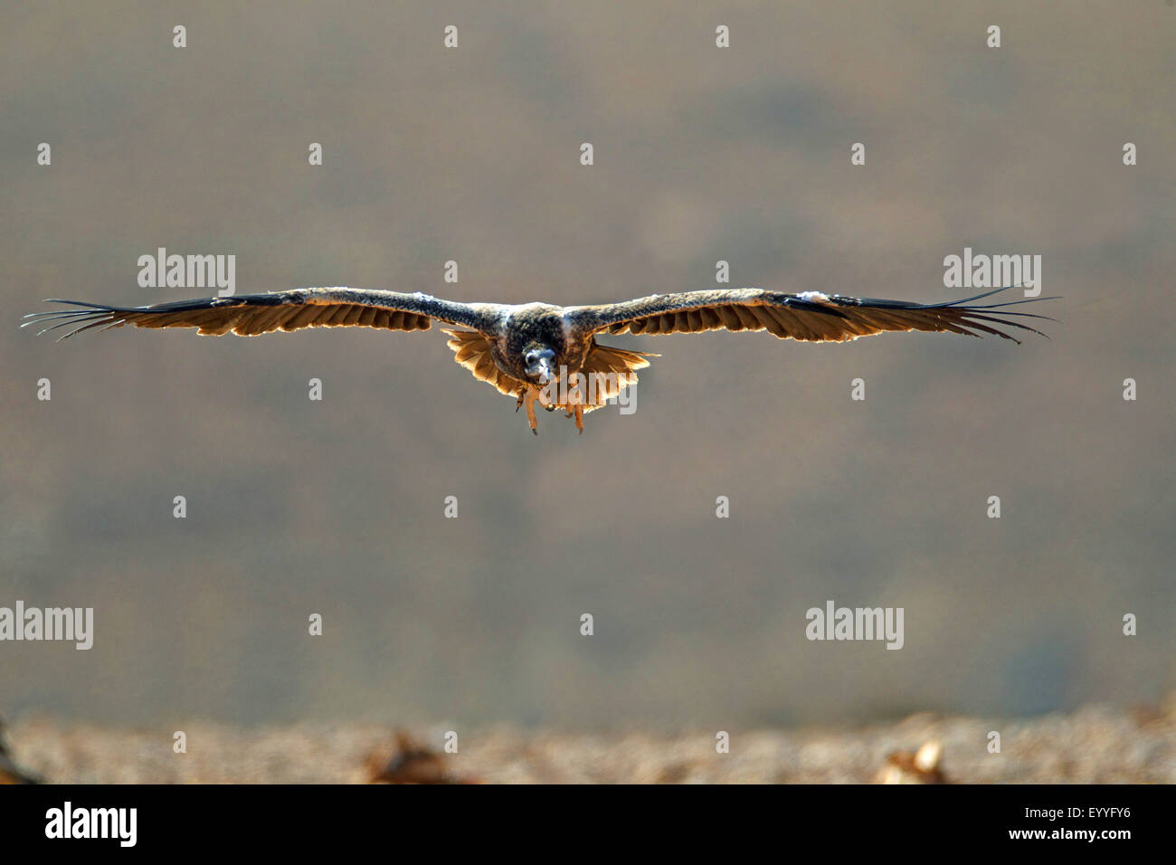 Avvoltoio capovaccaio (Neophron percnopterus), avvoltoio immaturi battenti, Isole Canarie Fuerteventura Foto Stock