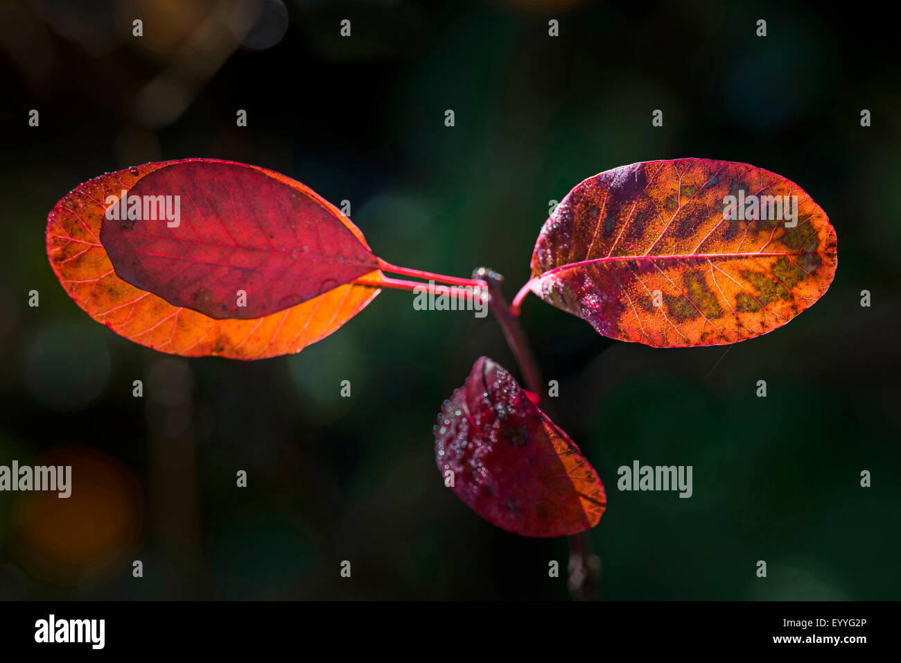 Sumach veneziano, smoketree (Cotinus coggygria 'Royal Purple', Cotinus coggygria Royal Purple), foglie di cultivar 'Royal Purple', Germania Foto Stock
