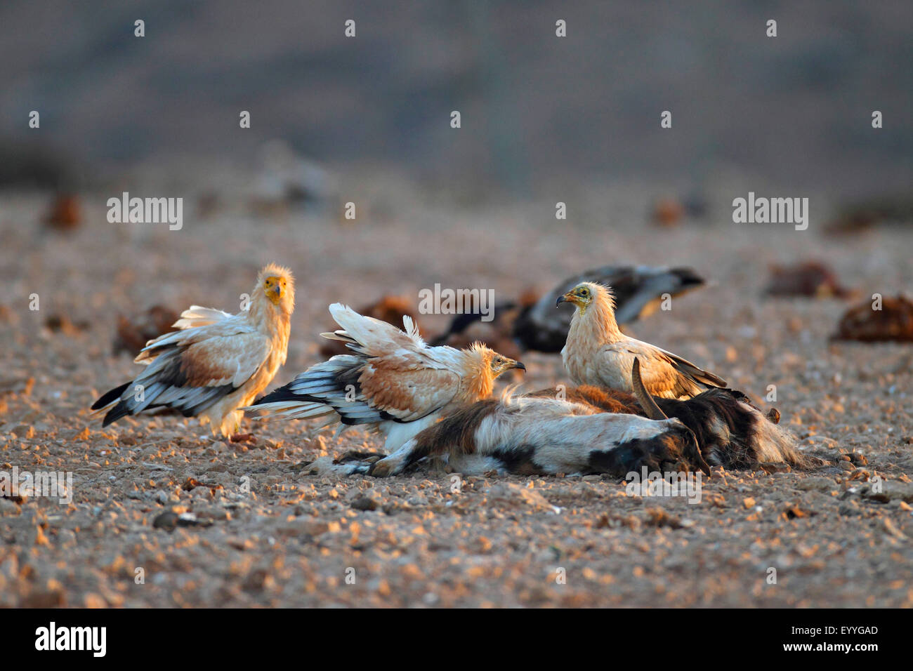 Avvoltoio capovaccaio (Neophron percnopterus), alcuni avvoltoi alimentando ad una capra, Isole Canarie Fuerteventura Foto Stock