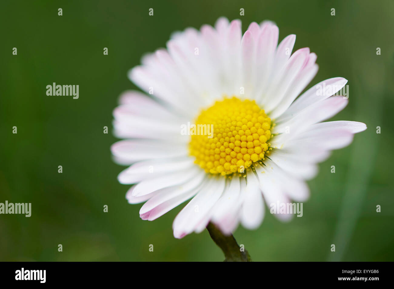 Daisy comune, prato daisy, inglese daisy (Bellis perennis), fiore, in Germania, in Baviera, Oberpfalz Foto Stock