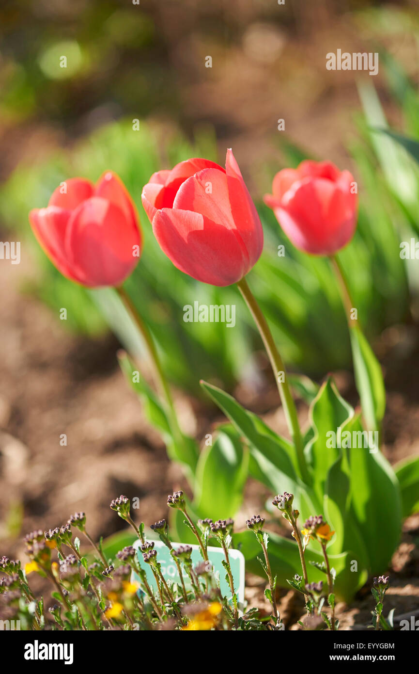 Giardino in comune tulip (Tulipa spec.), tre tulipani rossi Foto Stock