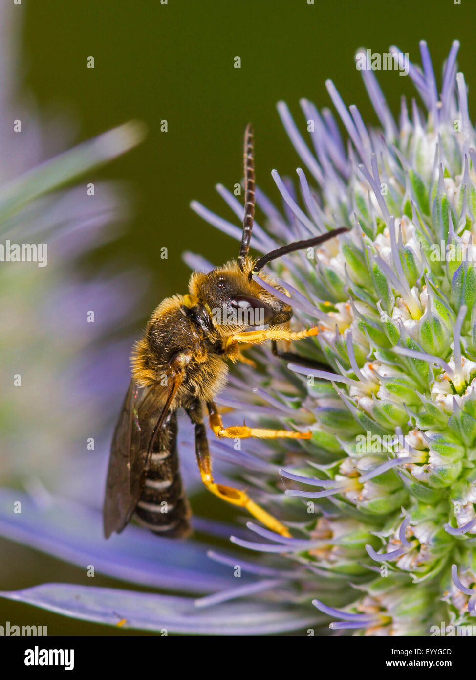 Il sudore bee (Halictus langobardicus), maschio rovistando su Eryngo (Eryngium planum). , Germania Foto Stock