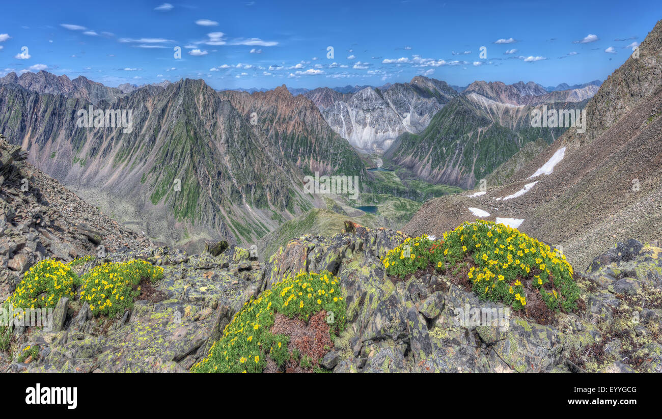Fiori gialli (Potentilla biflora) su uno sfondo di catene montuose. Eastern Sayan. La Repubblica di Buryatia Foto Stock
