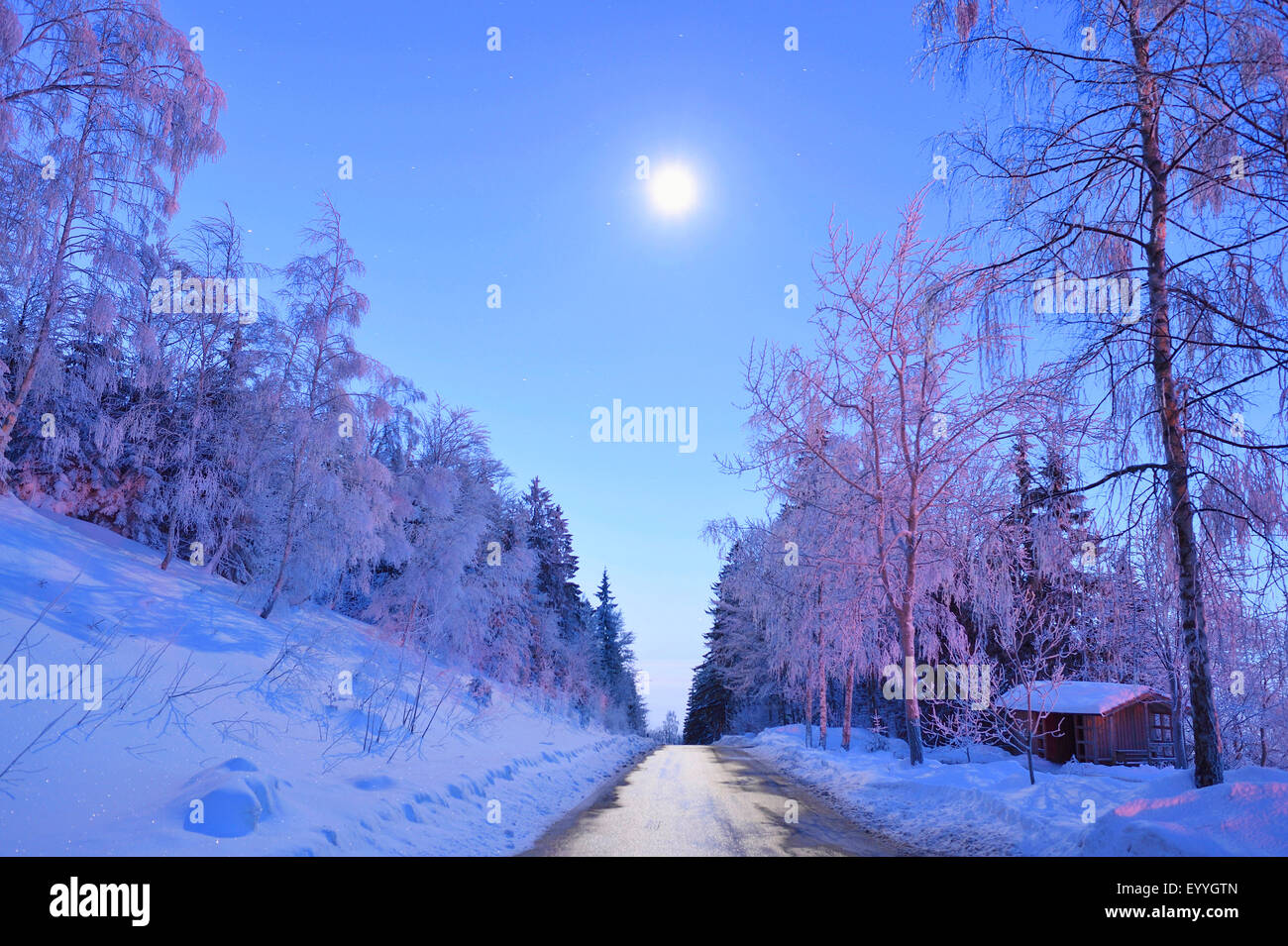 Foresta in inverno dalla notte al chiaro di luna, in Germania, in Baviera, il Parco Nazionale della Foresta Bavarese Foto Stock