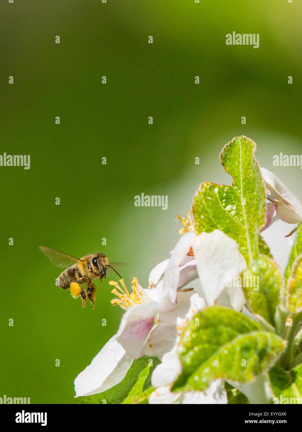 Il miele delle api, hive bee (Apis mellifera mellifera), rovistando il polline e il nettare su apple blossoms, Germania Foto Stock