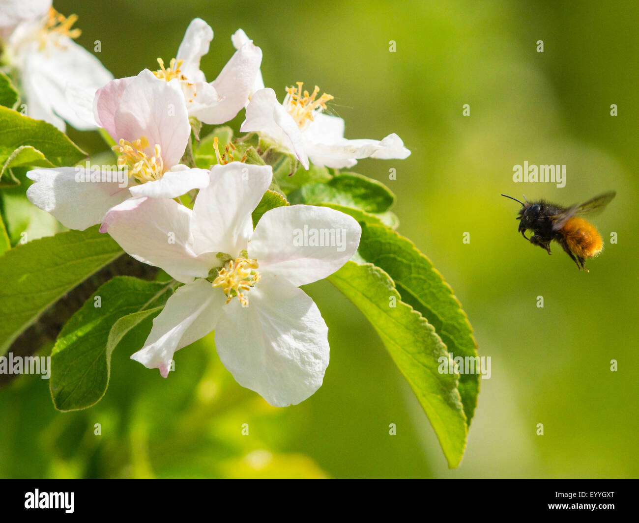 In bicolore mason bee (Osmia bicolor), femmina rovistando su apple blossoms , Germania Foto Stock