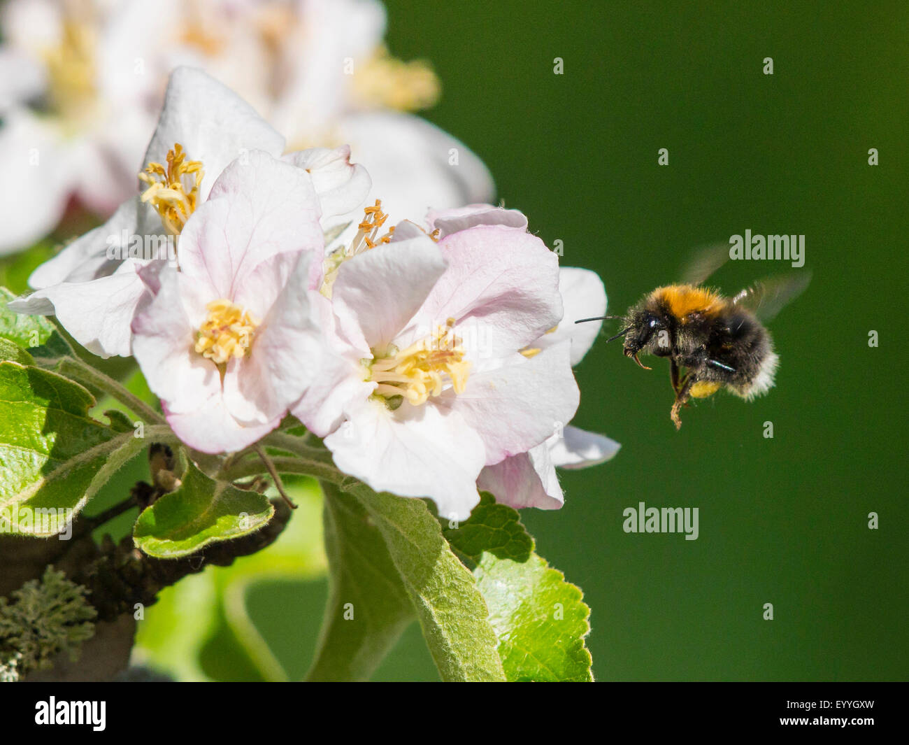 Tree Bumblebee, nuovo giardino Bumblebee (Bombus hypnorum, Psithyrus hypnorum), avvicinando apple blossoms , Germania Foto Stock