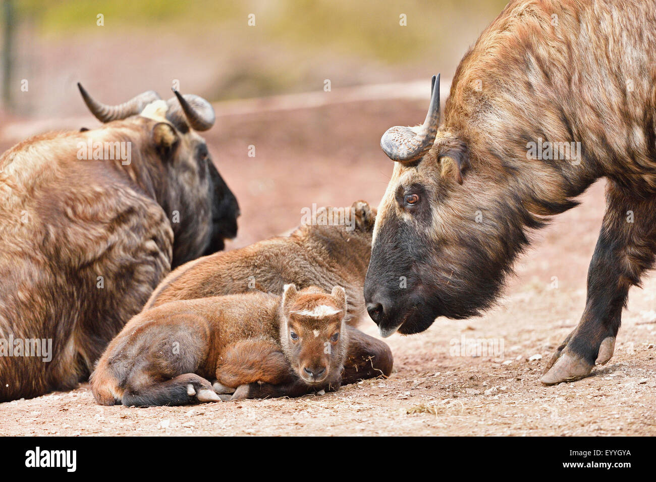 Takin, bovini camosci, Gnu (capra Budorcas taxicolor, Budorcas taxicolor taxicolor), con novellame Foto Stock