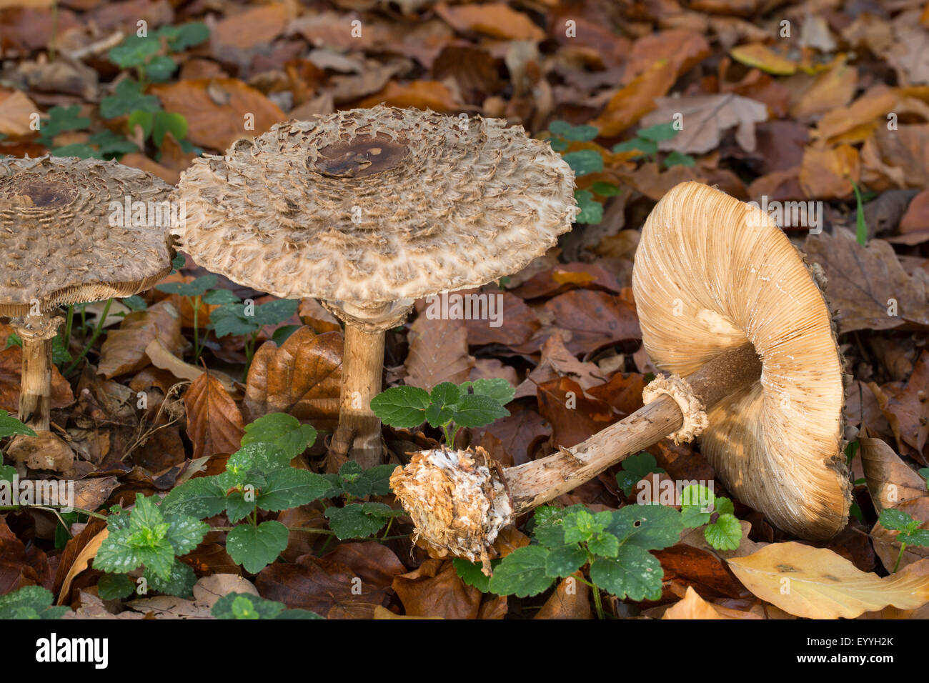 Shaggy parasol (Chlorophyllum rachodes, Macrolepiota rachodes, Chlorophyllum racodes, Macrolepiota racodes), in suolo forestale, Germania Foto Stock