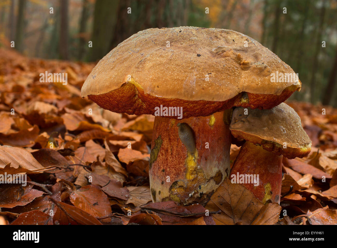 Stelo punteggiata bolete, punteggiate di stelo bolete, Scarletina bolete (Boletus erythropus, Boletus luridiformis), tra foglie di autunno di faggio, Germania Foto Stock