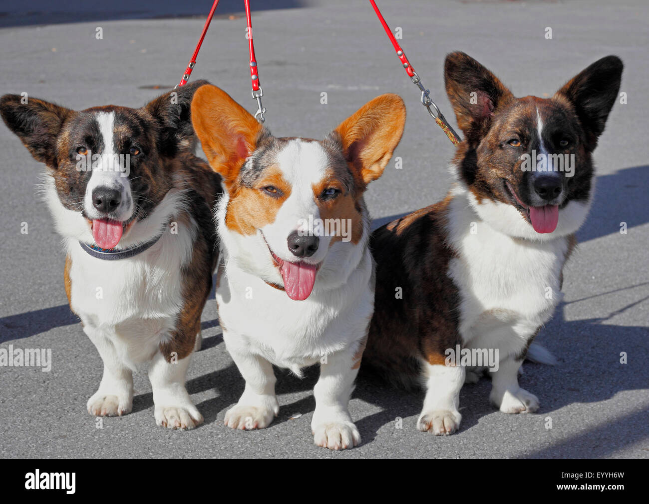 Welsh Corgi Pembroke (Canis lupus f. familiaris), tre insieme legato Welsh Corgi Pembrokes, Germania Foto Stock