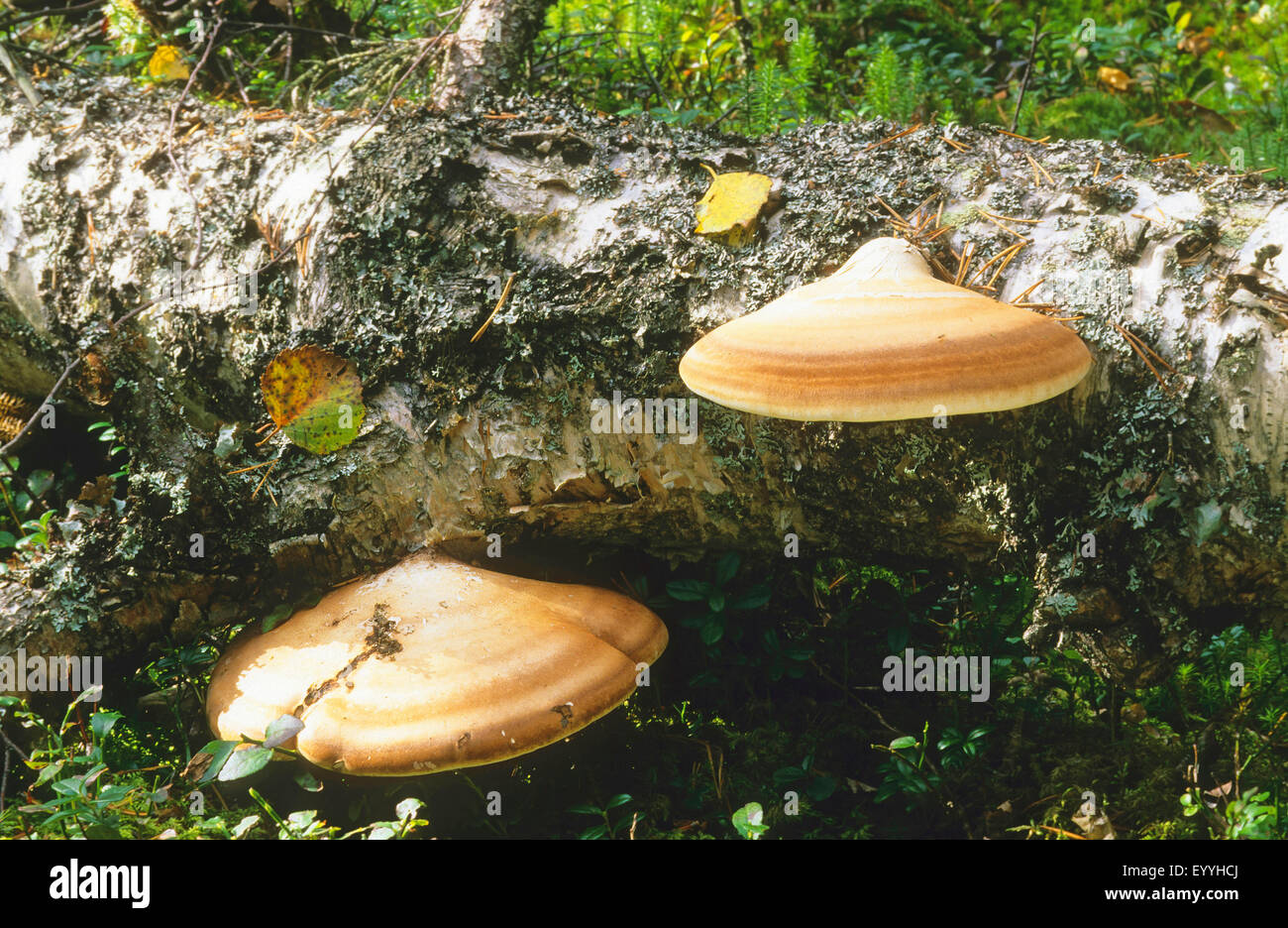 Polypore (Piptoporus betulinus), due corpi fruttiferi in corrispondenza di un tronco di betulla, Germania Foto Stock