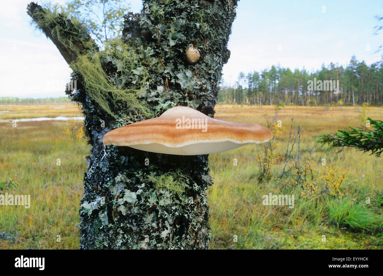 Polypore (Piptoporus betulinus), corpo fruttifero a un tronco di betulla, Germania Foto Stock