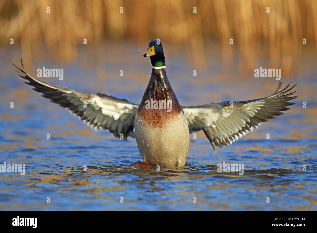 Il germano reale (Anas platyrhynchos), maschio batte con le ali, Paesi Bassi, Frisia Foto Stock