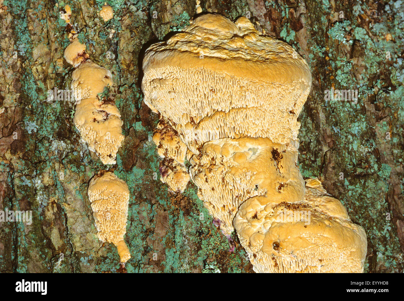 Oak mazegill, Dedalo-gill fungo (Daedalea quercina, Trametes quercina), albero fruttifero a tronco di quercia, Germania Foto Stock