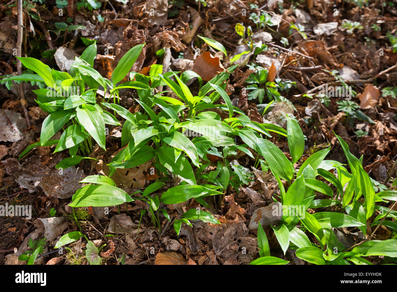 Ramsons, buckrams, aglio selvatico, di latifoglie, aglio Aglio in legno muniti di porro, l'aglio orsino (Allium ursinum), di fogliame, Germania Foto Stock