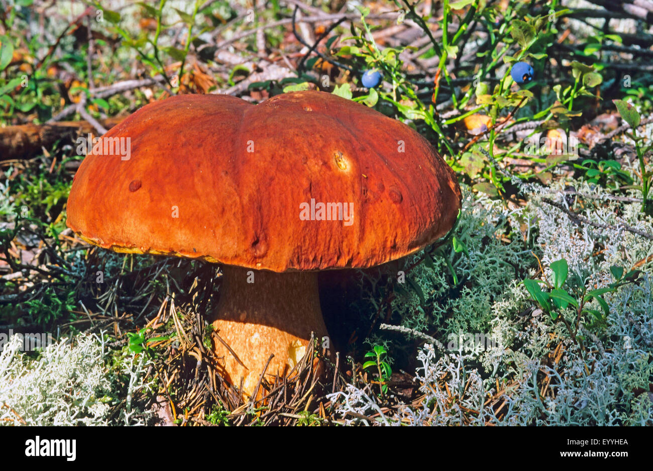 Pino, bolete pineta porcini (Boletus pinophilus, Boletus pinicola), unico a forma di fungo presente sul terreno lichened, vista laterale, Germania Foto Stock