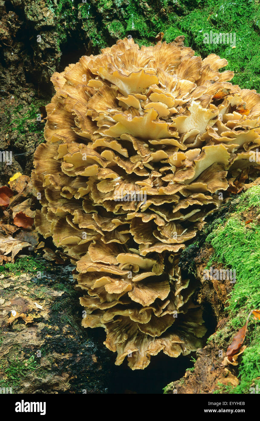 Gallina di boschi, maitake (Grifola frondosa), corpo fruttifero su un mossy tree root, Germania Foto Stock