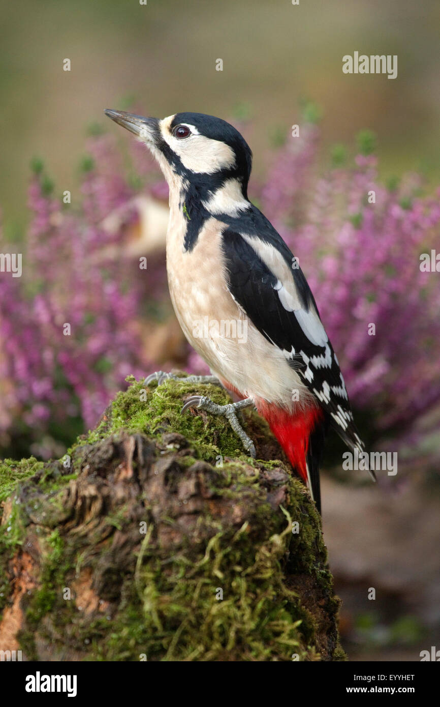 Picchio rosso maggiore (Picoides major, Dendrocopos major), seduti su mossy deadwood, in Germania, in Renania settentrionale-Vestfalia Foto Stock