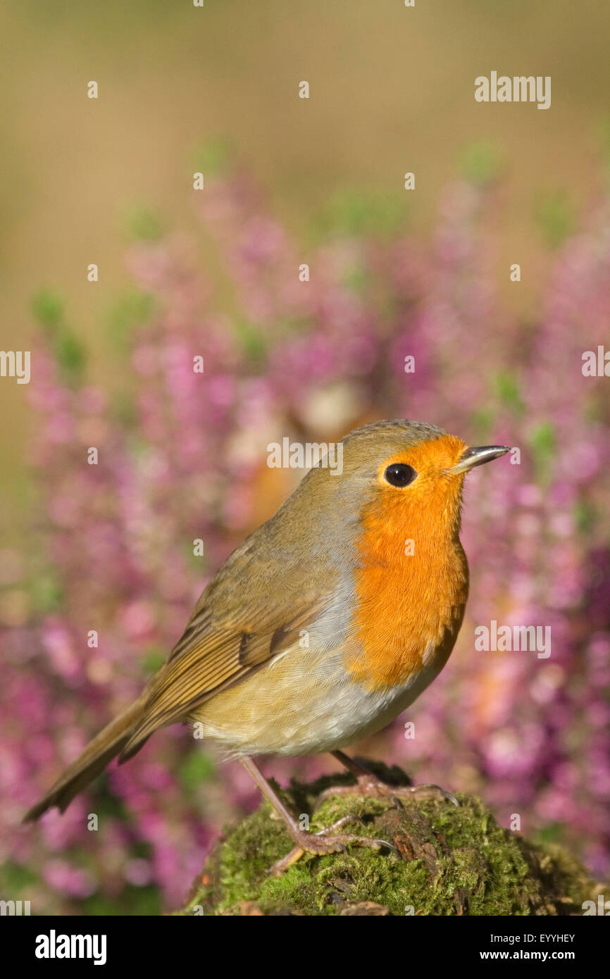 Unione robin (Erithacus rubecula), in autunno, in Germania, in Renania settentrionale-Vestfalia Foto Stock