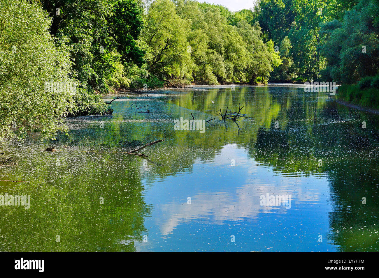 Braccio del vecchio Reno vicino a Karlsruhe, Germania Baden-Wuerttemberg, Karlsruhe Foto Stock