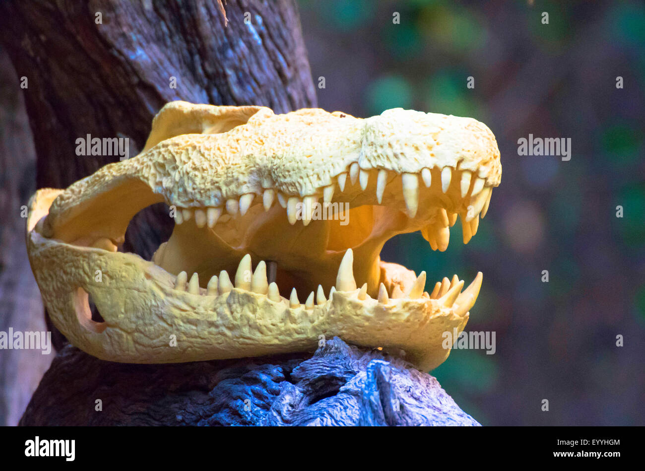 Coccodrillo del Nilo (Crocodylus niloticus), cranio di coccodrillo del Nilo, Germania Foto Stock