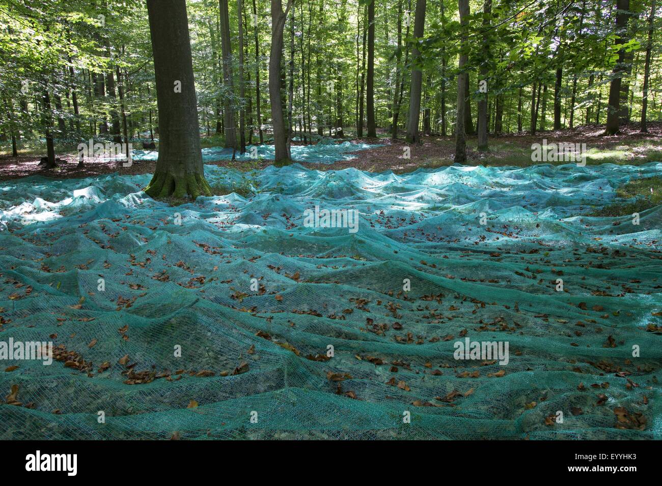 Comune di faggio (Fagus sylvatica), raccogliendo beechnuts con spargere le reti in una foresta di faggio, raccolta di seme, Germania Foto Stock