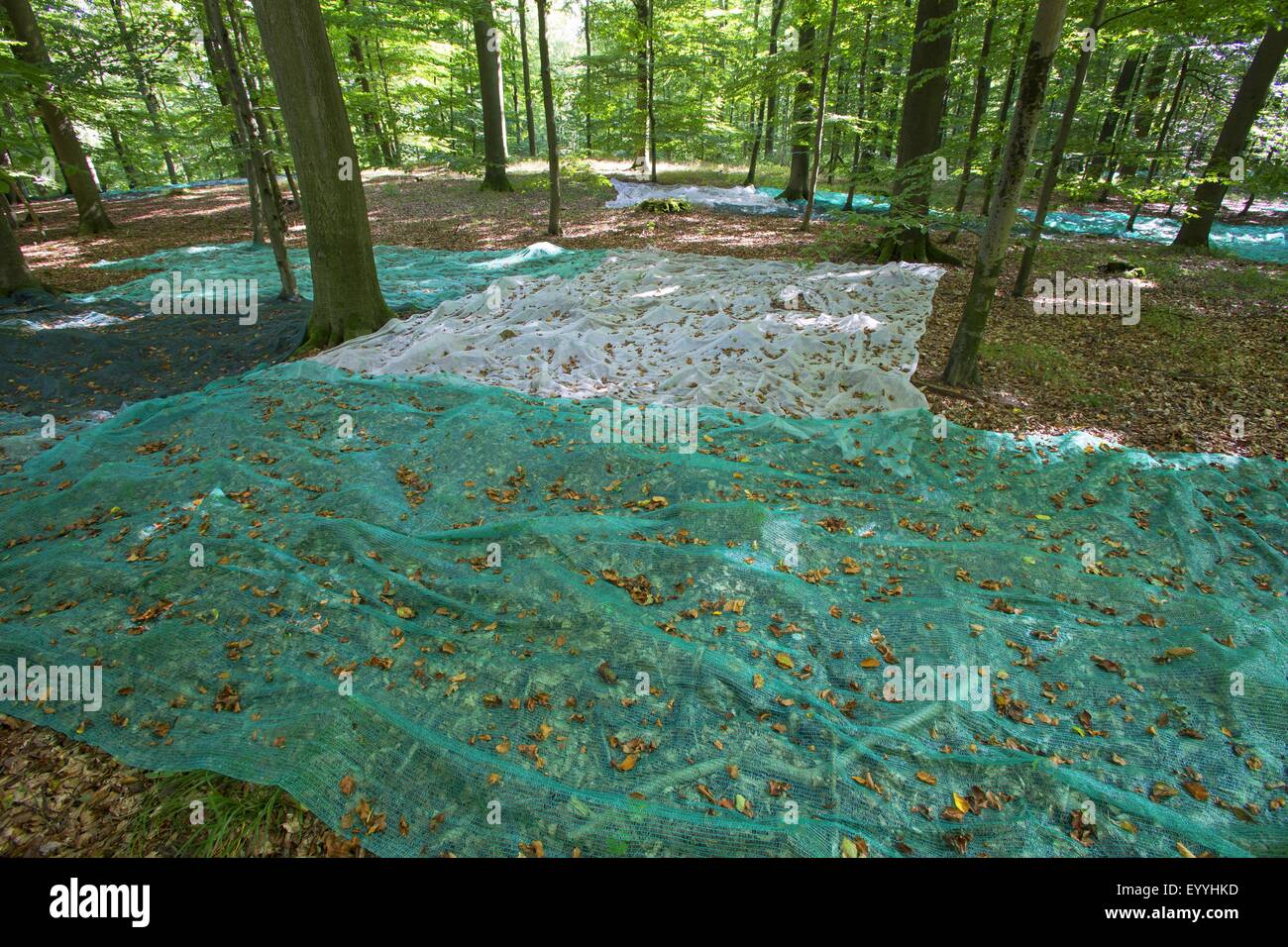 Comune di faggio (Fagus sylvatica), raccogliendo beechnuts con spargere le reti in una foresta di faggio, raccolta di seme, Germania Foto Stock