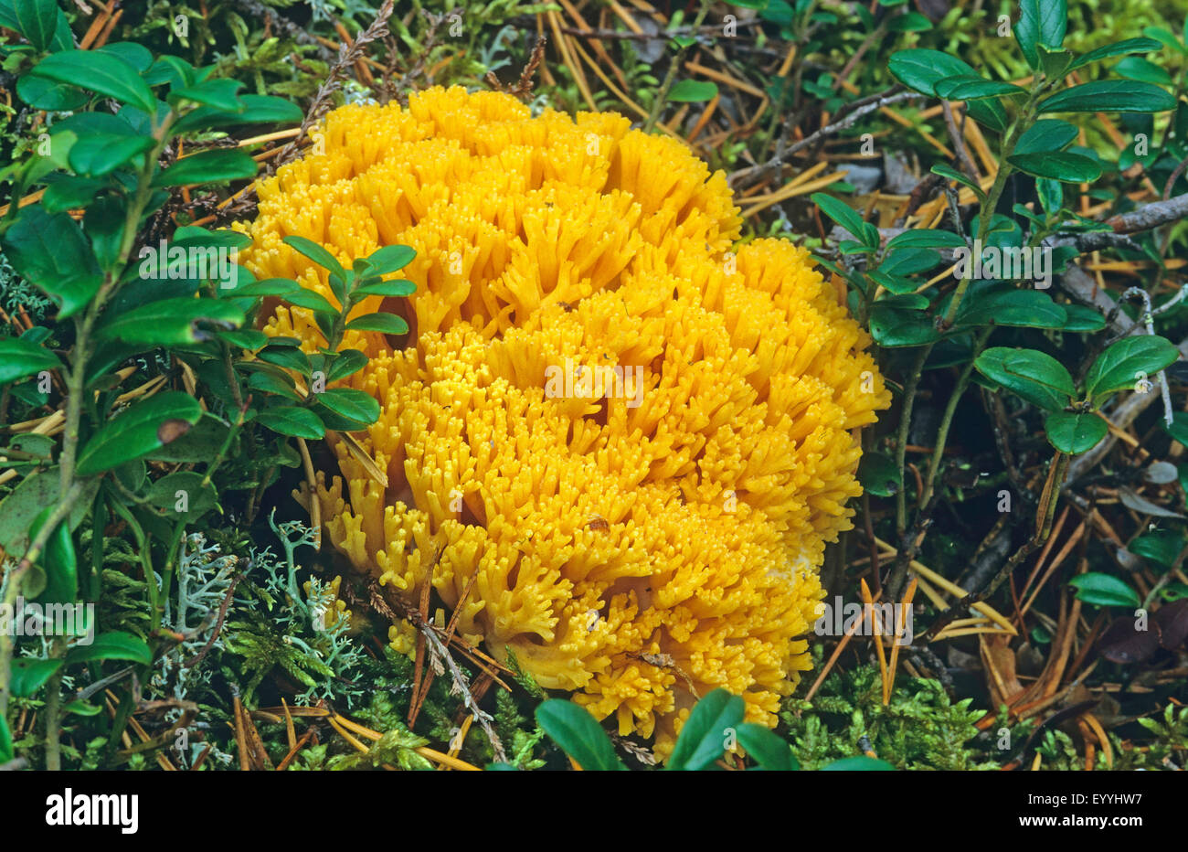 Coral, coralli (Ramaria spec.), corpi fruttiferi sul suolo della foresta, Germania Foto Stock