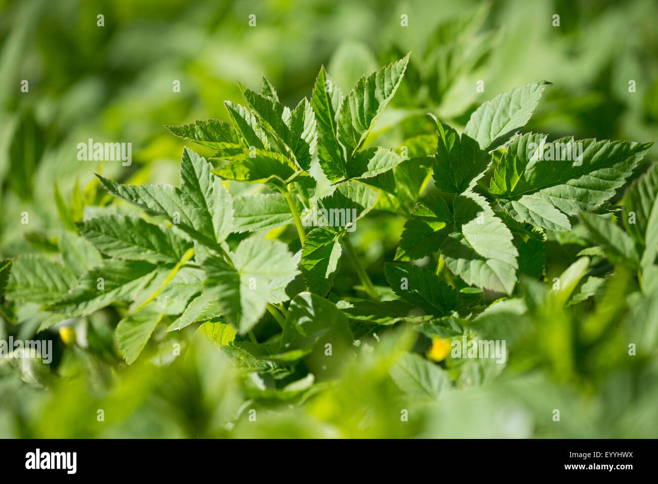 Terra-sambuco, goutweed (Aegopodium podagraria), foglie in primavera, Germania Foto Stock
