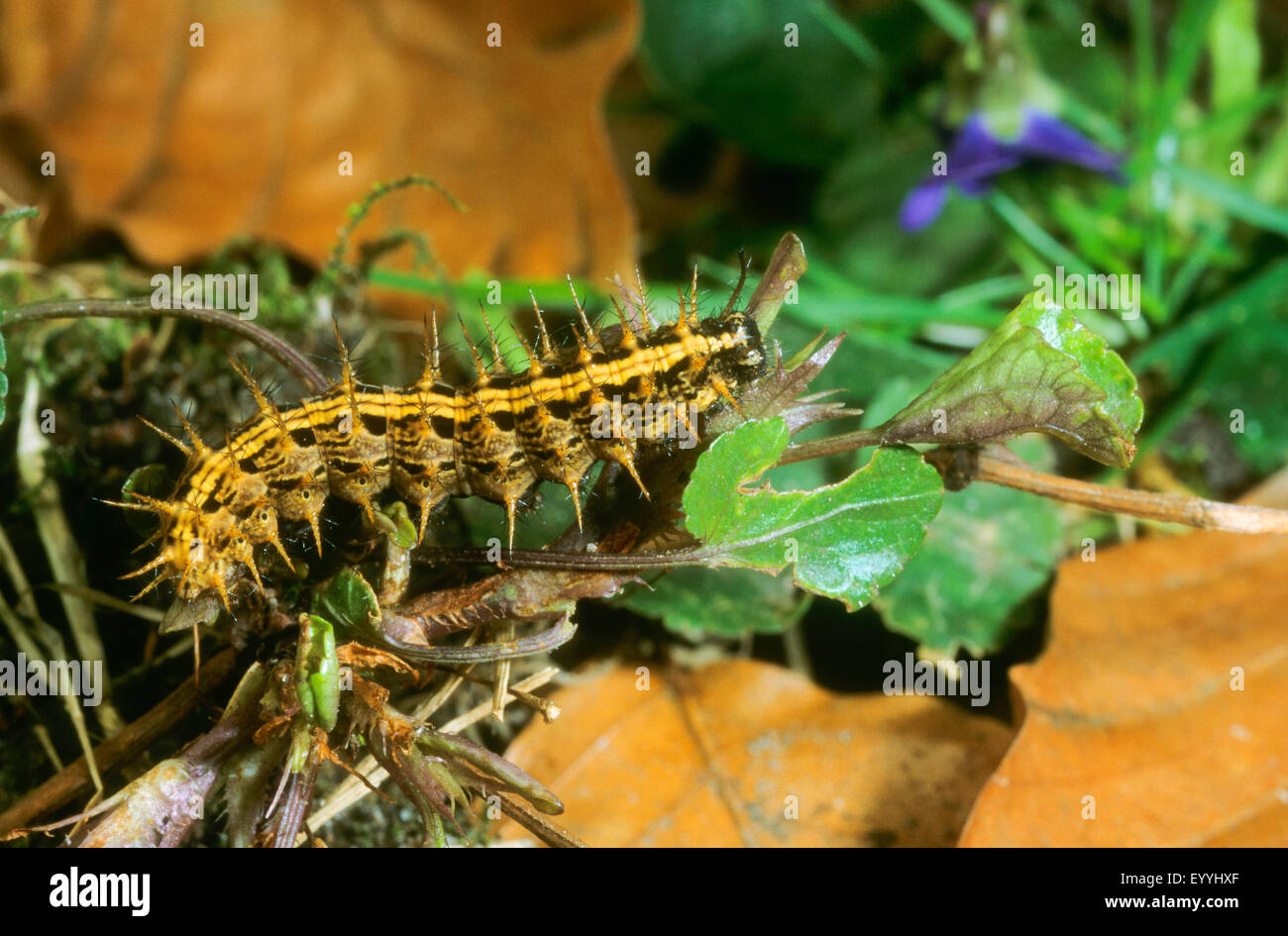 Argento-lavato fritillary (Argynnis paphia), Caterpillar, Germania Foto Stock